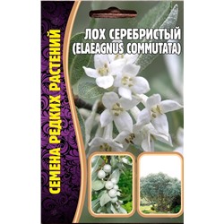 Лох серебристый (Elaeagnus commutata) (Редкие)