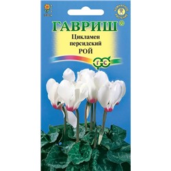 Цикламен Рой (Гавр)