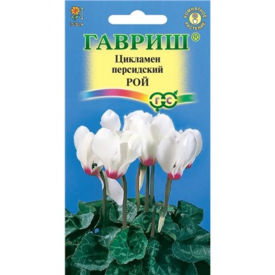 Цикламен Рой (Гавр)