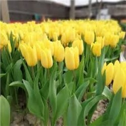 Тюльпан Стронг Голд 8шт (ИС)