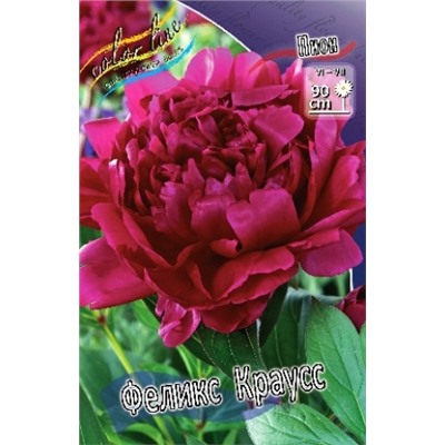 Пион Феликс Краусс трав. 2/3п 1шт (ИС)