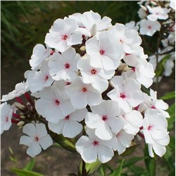 Флоксы Папайя 1шт СдС