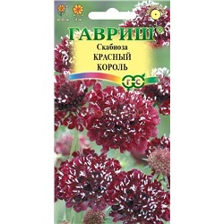 Скабиоза Красный король махровая (Гавр)