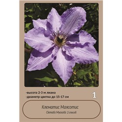 Клематисы Маясотис (2 сп) 1шт СдС