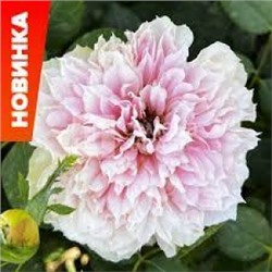 Роза Пьер Гасли (Сем.Алтая) ШР