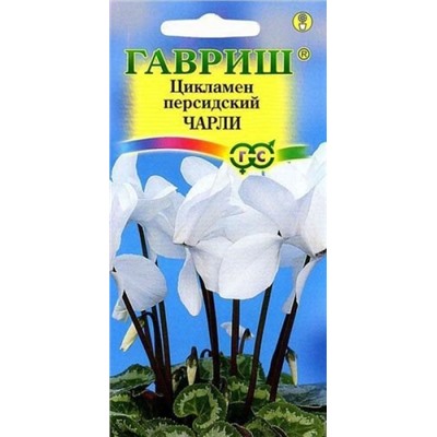 Цв.Цикламен Чарли персидский (Гавриш) 3шт ком.
