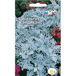Цв.Цинерария Кэндикенс (морская) (Седек) 0,1г