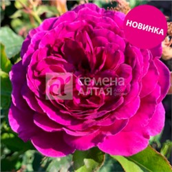 Роза Терра Ностра (Сем.Алтая) ФЛ