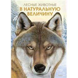 Лесные животные в натуральную величину