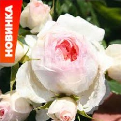 Роза Пина Бауш (Сем.Алтая) ШР