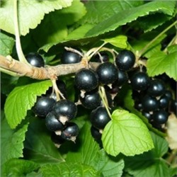 Смородина Черная Чаровница (Поиск)