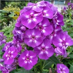 Флоксы Лаура 1 шт СдС