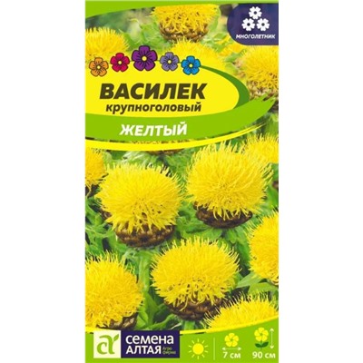 Василек Желтый Крупноголовый Сем.Ал