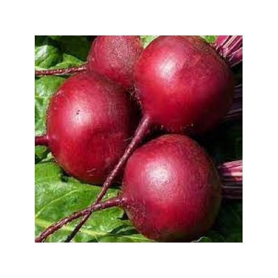 Свекла Капитан (УД) 2г