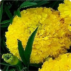 Цв.Барх.Лунный свет (одн) (НК) 0,3г