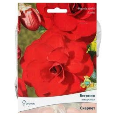 Бегония Махровая Скарлет 1шт (Поиск)