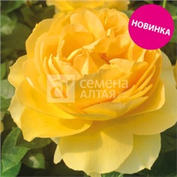Роза Семирамида (Сем.Алтая)  Шраб
