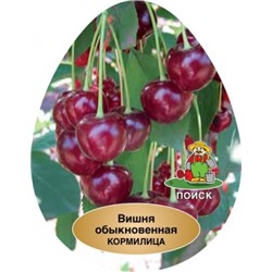 Вишня Кормилица ДЮК (Поиск) УКС