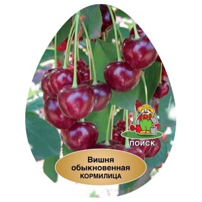Вишня Кормилица ДЮК (Поиск) УКС
