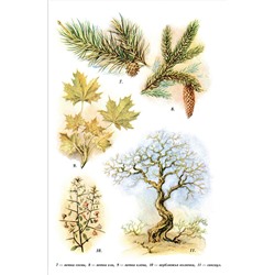 География. Учебник для 4 класса начальной школы. Виткович Н.Е. 1955