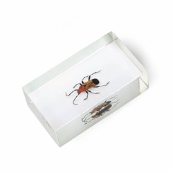 Журнал №61 "Настоящие насекомые" С ВЛОЖЕНИЕМ! Жук-дровосек эврифагус украшенный