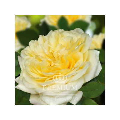 Роза Шампань (Сем.Алтая)  Шраб
