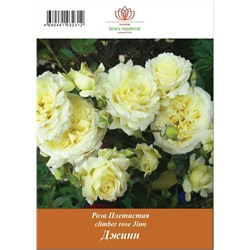 Роза Джинн плетистая ТУБА (БТ)