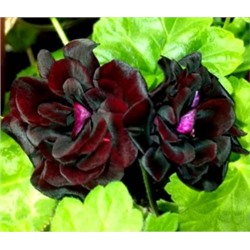 Пеларгония плющелистная Royal black rose укорен.черенок