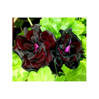 Пеларгония плющелистная Royal black rose укорен.черенок