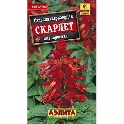 Сальвия Скарлет сверкающая (Аэлита)