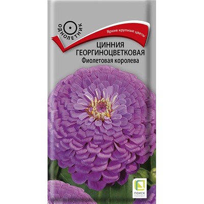 Цинния Фиолетовая Королева (Код: 67731)