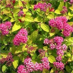 Спирея Голдфлейм японская (Поиск)
