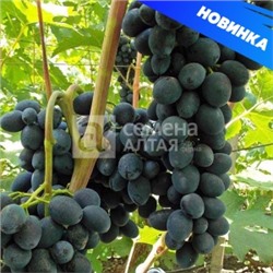 Виноград Черная вишня (Сем.Алтая)