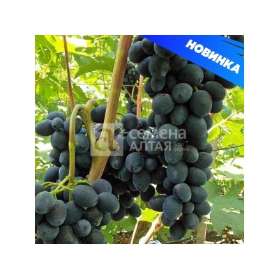 Виноград Черная вишня (Сем.Алтая)