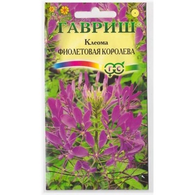 Клеома Фиолетовая королева (Код: 14936)