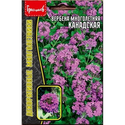 Вербена Канадская многолетняя (Редкие)
