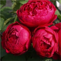 Роза Аскот (Поиск) ЧГ