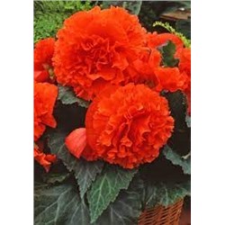 Бегония Раффлд Оранж 2шт (ИС)