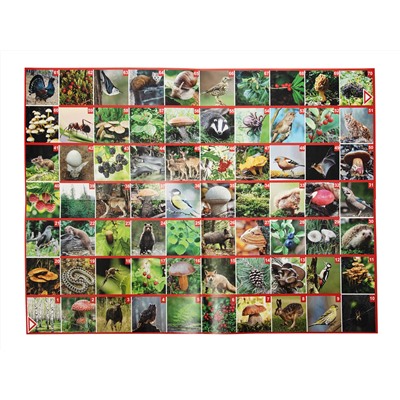 Игра настольная ходилка ФОТОвикторина «Прогулка по лесу»