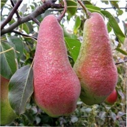 Груша Яковлеская (Поиск) кор