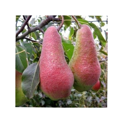 Груша Яковлеская (Поиск) кор
