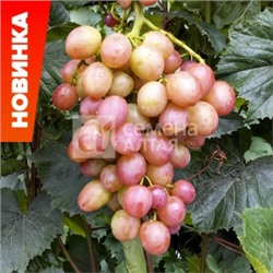 Виноград Ливия (Сем.Алтая)