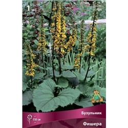 Бузульник Фишера (Поиск) 1шт