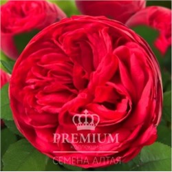 Роза Адажио (Сем.Алтая) ЦФ (Столепестковая)