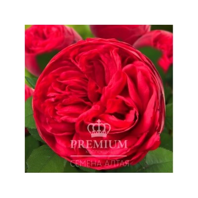 Роза Адажио (Сем.Алтая) ЦФ (Столепестковая)