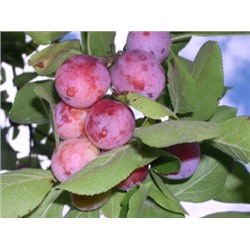 Сливово-вишневый гибрид Опата (Код: 80046)