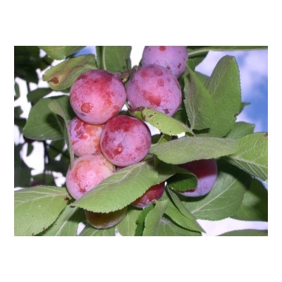 Сливово-вишневый гибрид Опата (Код: 80046)