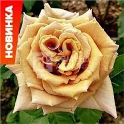 Роза Тоффи (Сем.Алтая) ЧГ