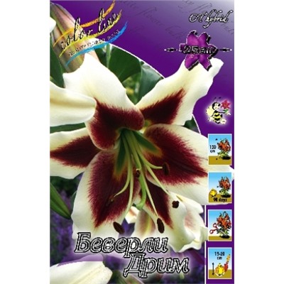 Лилии Беверли Дрим 5шт (ИС) ОТ