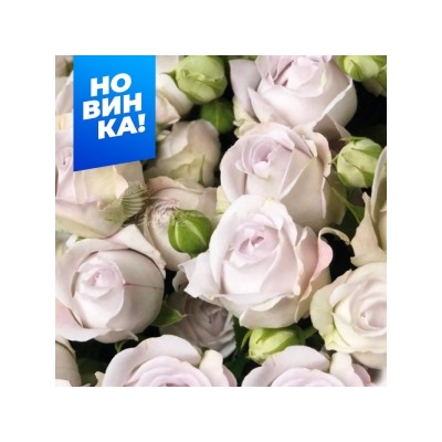 Роза Сильвер Баблс (Сем.Алтая)